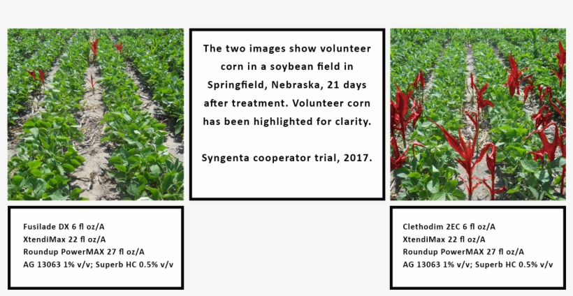 Volunteer Corn, One Of The Most Common Weed Escapes - Broomrape, transparent png