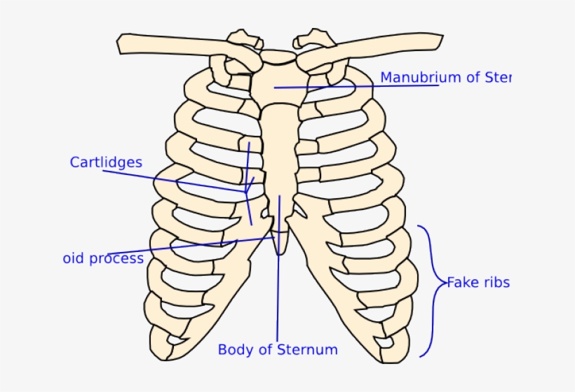 X Ray Clipart Skeleton Rib Cage - El Torax Para Colorear, transparent png