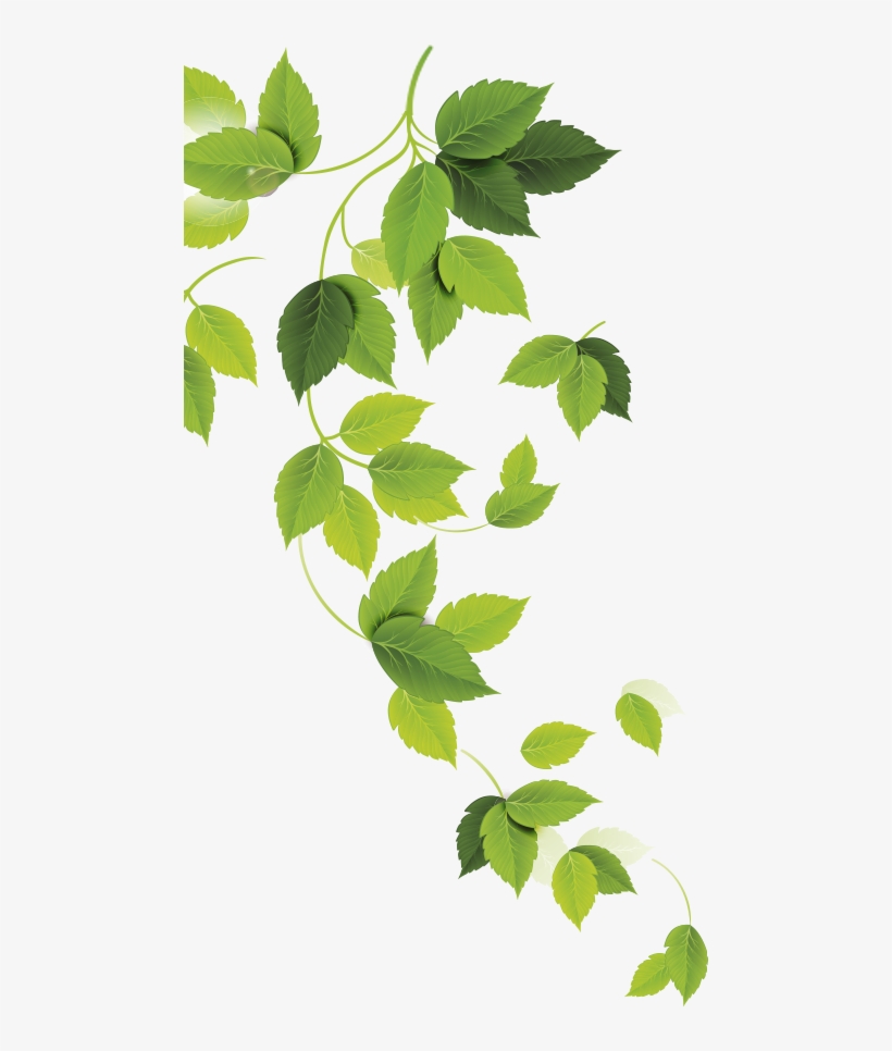 Plantas - Ulmus Alata, transparent png