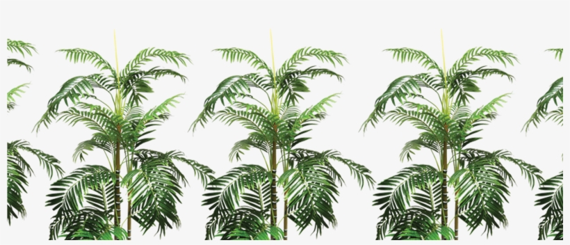 Plantas - Attalea Speciosa, transparent png