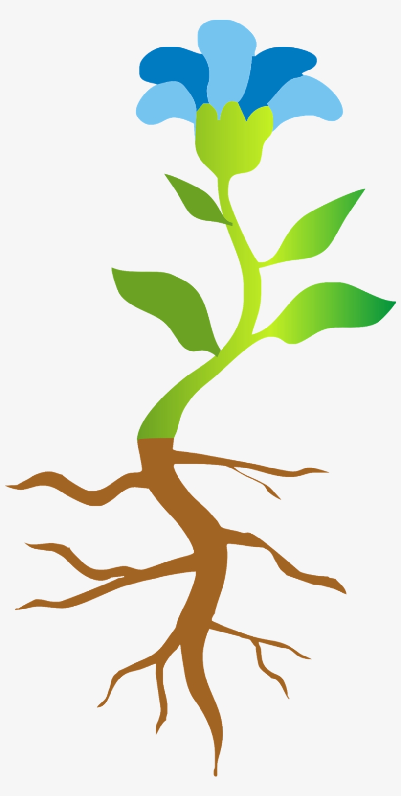 Dibujar ,con Esfuerzo, Una Planta Completa - Planta Para Niños, transparent png