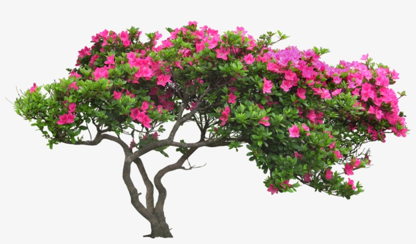 Arbusto Sticker - Cay Canh San Vuon, transparent png