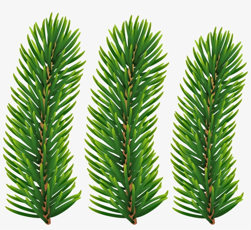 Pine Branches Transparent Image - Transparent Pine Branch, transparent png