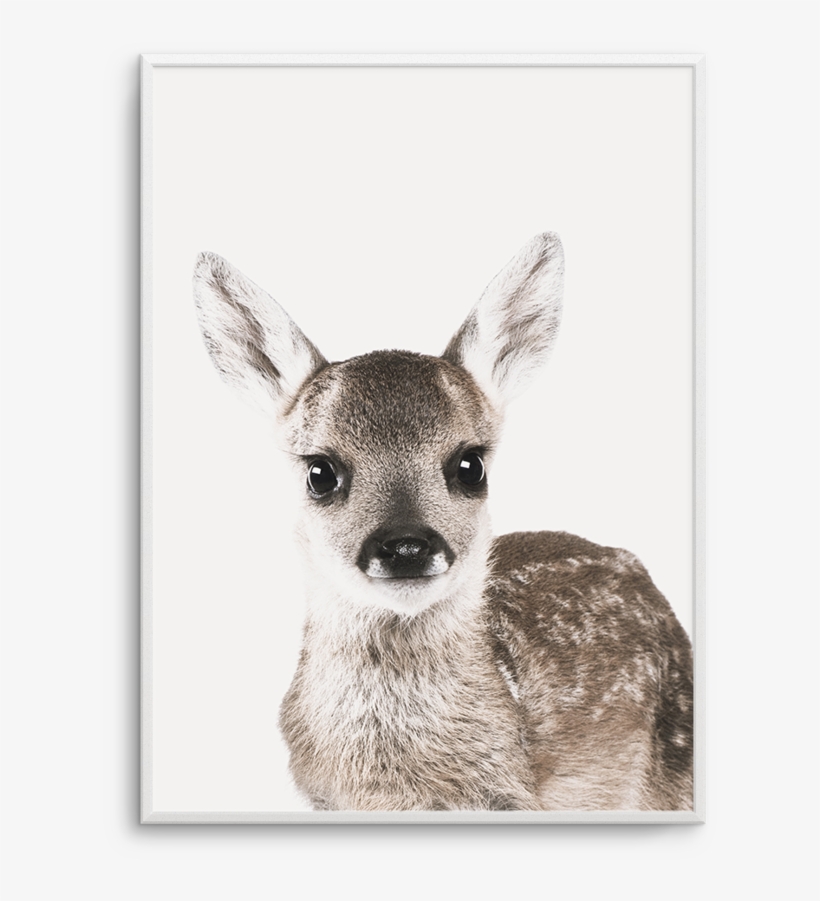 Baby Deer - Baby Deer White Background, transparent png