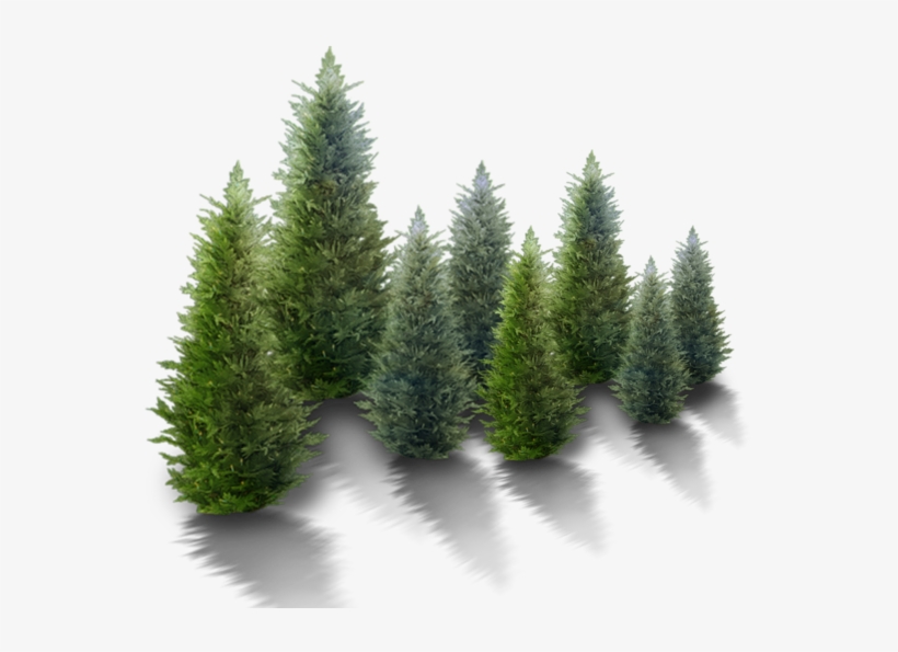 In Botany, An Evergreen Plant Grows Leaves Throughout - Free Snowy Trees Png, transparent png