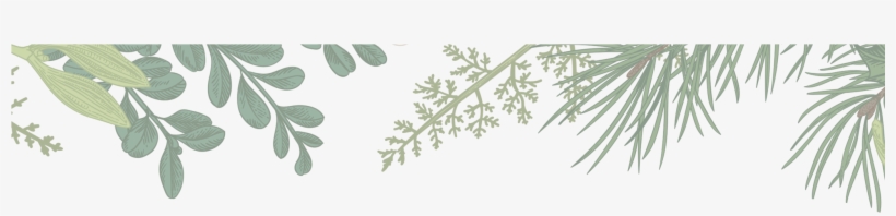 Holidaybackground-01 - White Pine, transparent png