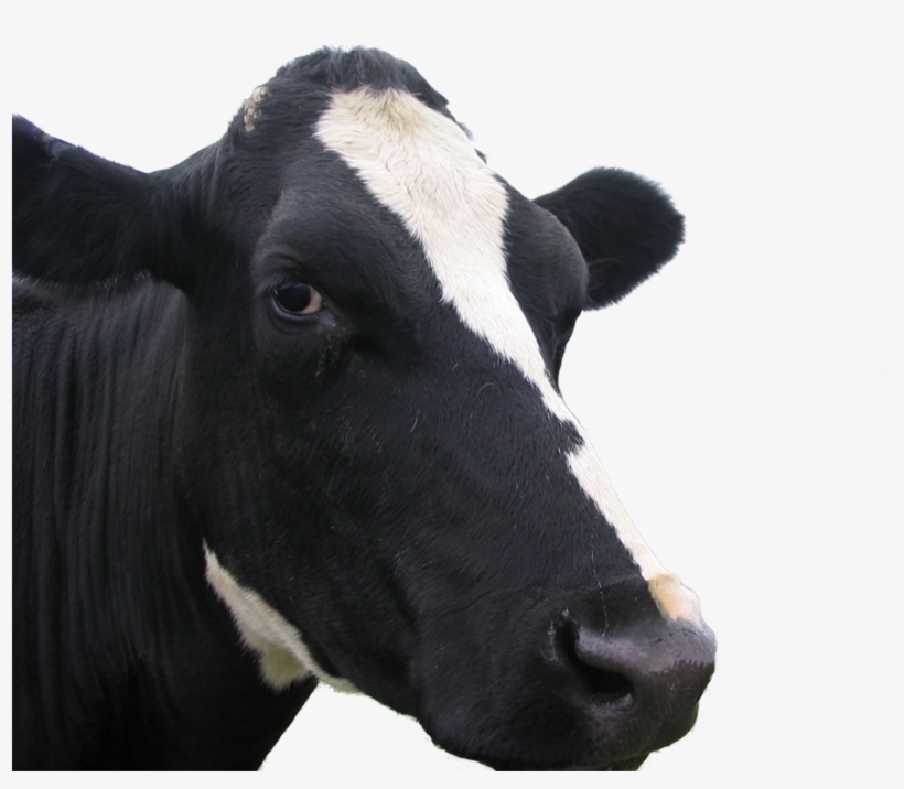 Recent Posts - Dairy Cow, transparent png