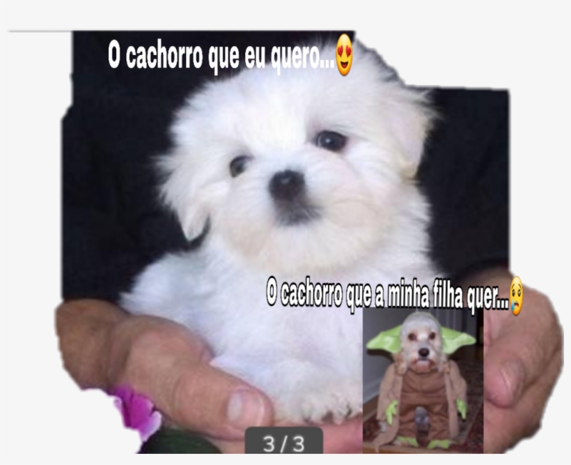 Report Abuse - Dog That Can Fit In Your Pocket, transparent png