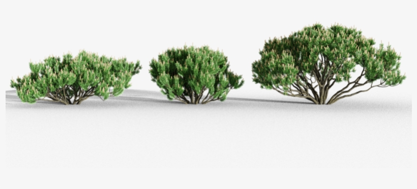 Mountain Pine - Mexican Pinyon, transparent png