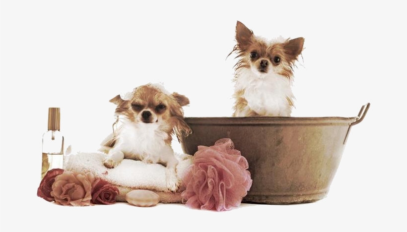 Servi Os Dog - Banho E Tosa Png, transparent png