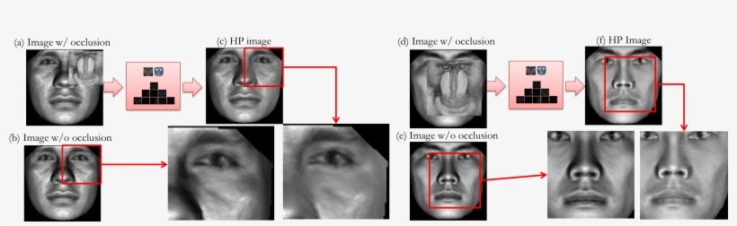 Two Samples Of Input Images And (e) Illuminated Using - Baboon, transparent png