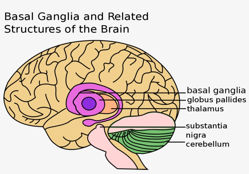 Basal Ganglia - Basal Ganglia Gif, transparent png