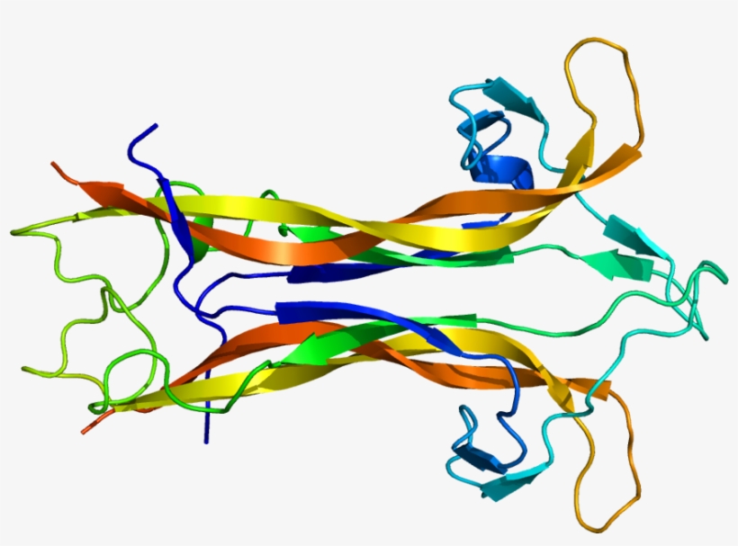 Higher Levels Of Brain-derived Neurotrophic Factor - Brain Derived Neurotrophic Factor Structure, transparent png