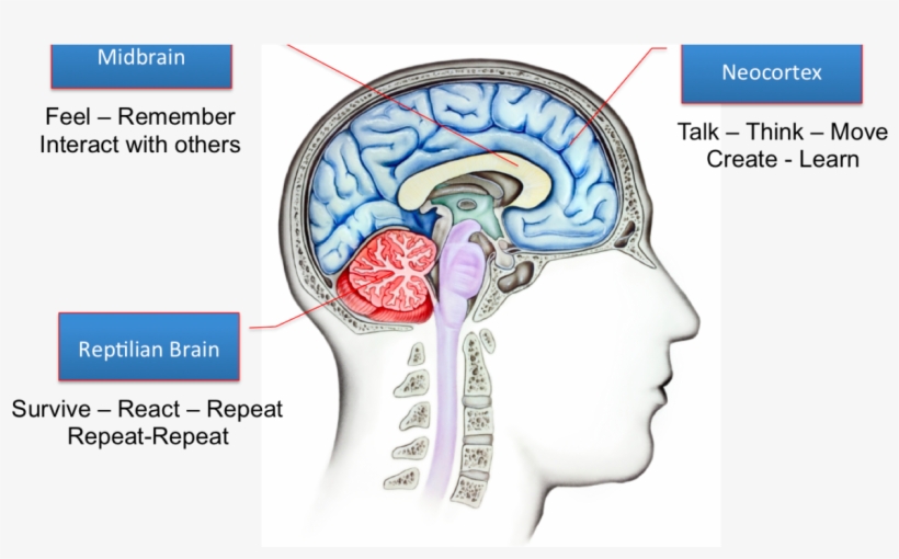 Brains-1200x671 - Neomammalian Brain, transparent png