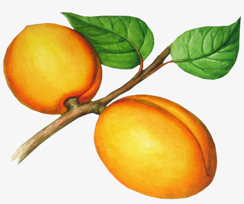 Peach Fruit, Photo Clipart, Png Photo, Red Apple, Clip - Абрикос Рисунок Png, transparent png