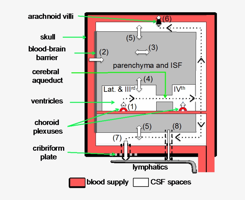 How Is It That The Fluid Bathing Our Brains Has The - Diagram, transparent png