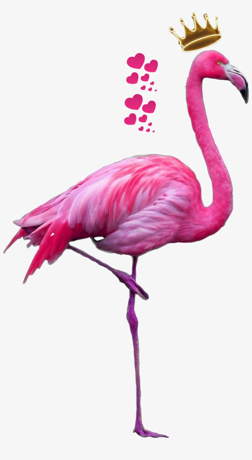 Flamingo Clipart Feather - Flamingo Png, transparent png