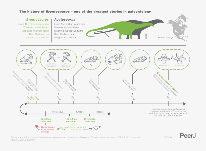 File - Brontosaurus Infographic - Svg - Difference Between Apatosaurus And Brontosaurus, transparent png