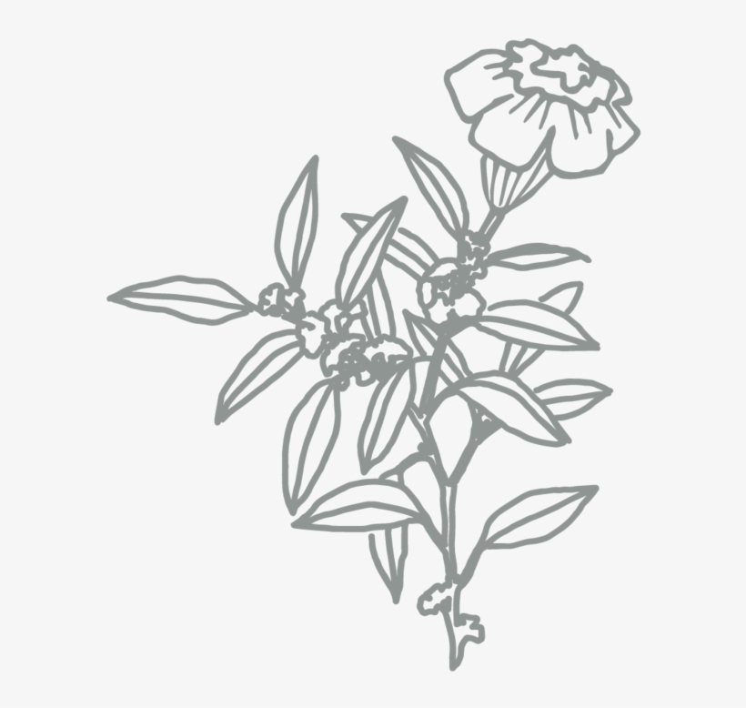 Flower-01 - Sketch, transparent png