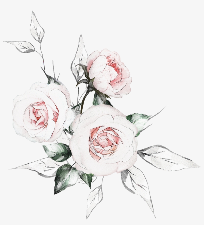 Фотки Watercolor Drawing, Floral Watercolor, Botanical - Hybrid Tea Rose, transparent png