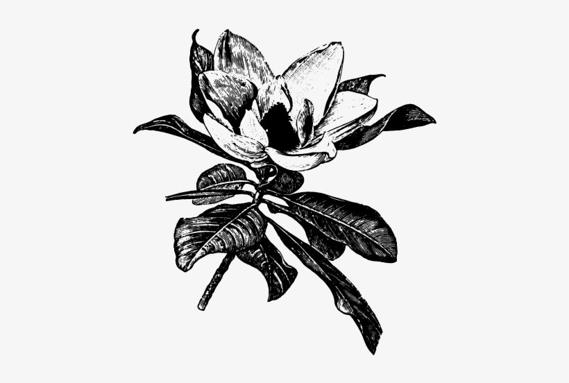 At Julep Floral, We View Ourselves As Not Just Florists - Illustration, transparent png