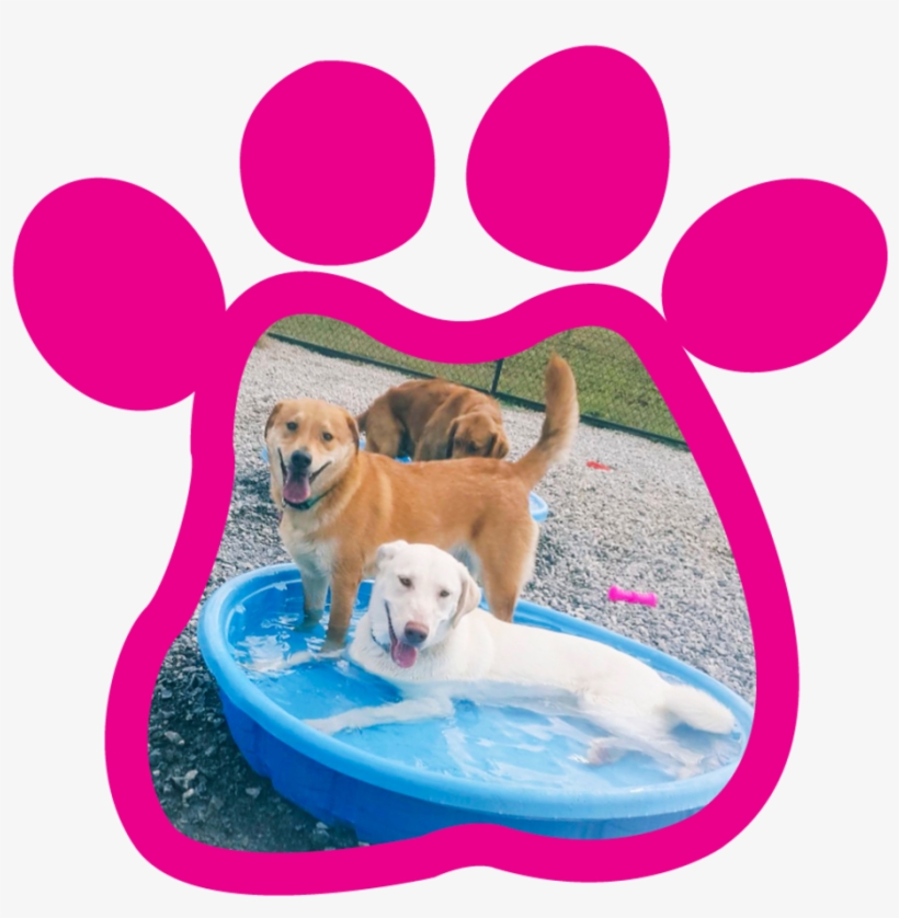 Paw Print Gallery320180315 23236 10j8qvq - Dog Catches Something, transparent png