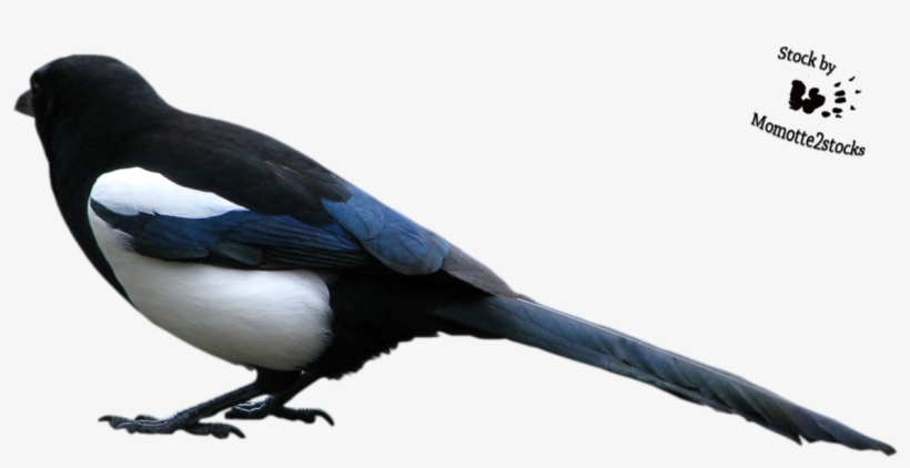Thumb Image, transparent png