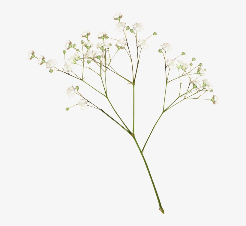 Flower Images, Transparent Flowers, Dried Flowers, - Transparent Dried Flowers Png, transparent png