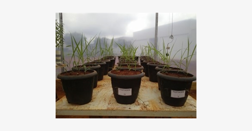 Piatã Grass Twelve Days After Sowing - Flowerpot, transparent png