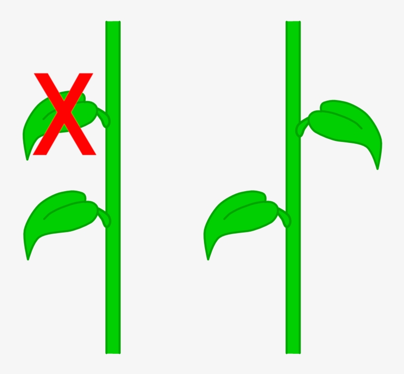 Leaf Arrangements - Golden Angle In Plants, transparent png