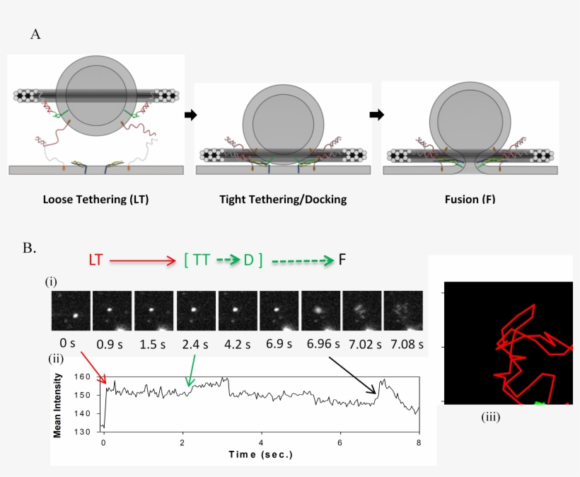 Dna Origami And Fusion - Dna Origami Vesicle, transparent png