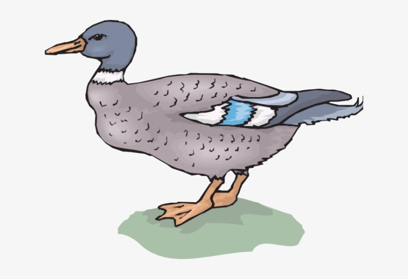 Duck, transparent png