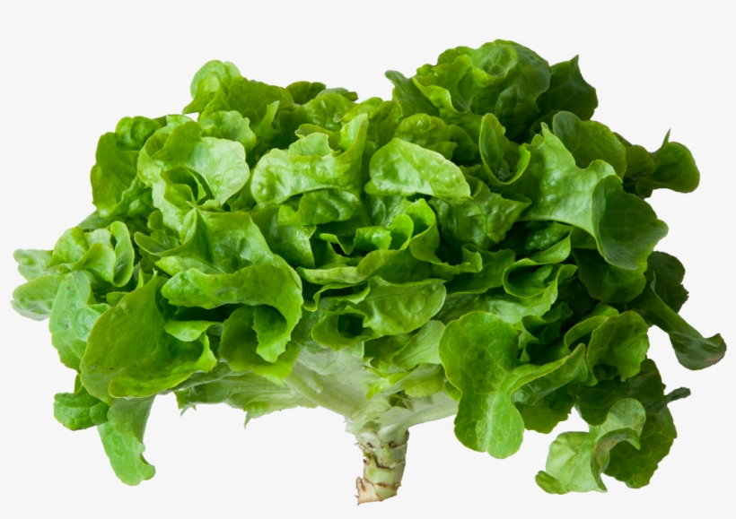 Lechuga Verde - Romaine Lettuce, transparent png