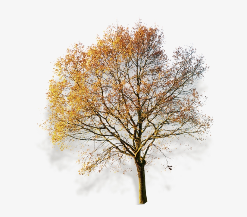 Autumn Fall, Fall Trees, Photoshop, Watercolor Painting, - Arbol Sin Fondo, transparent png