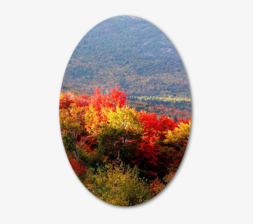 Still Life, transparent png
