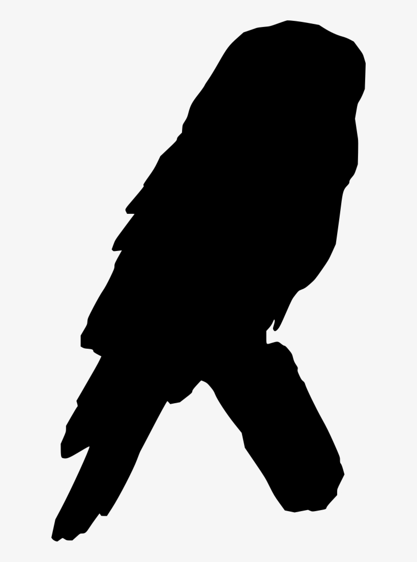 Download Png - Parrot, transparent png