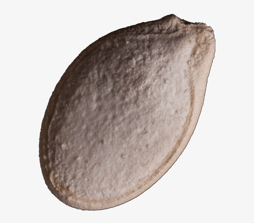 Are You Interested In Distributing This Product - Baltic Clam, transparent png