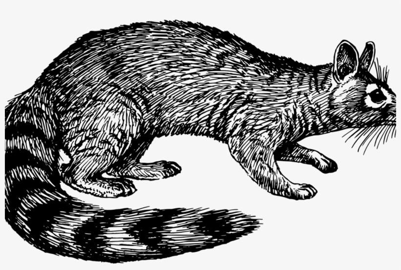 Whiskers Raccoon Wildcat Ring Tailed Cat Free Commercial - Illustration, transparent png