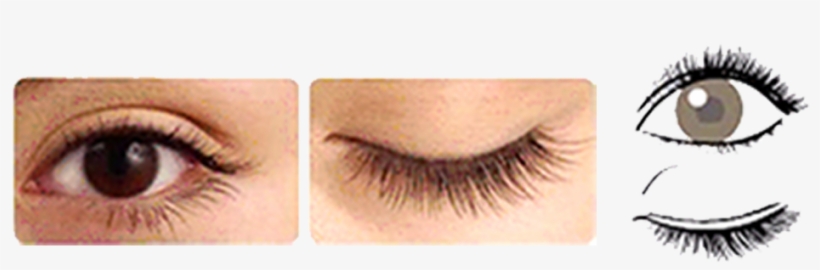 You Only Better 🙂 Longer Eyelash Extensions Tapered - Eyelash Extension Styles To Make Eyes Appear Bigger, transparent png