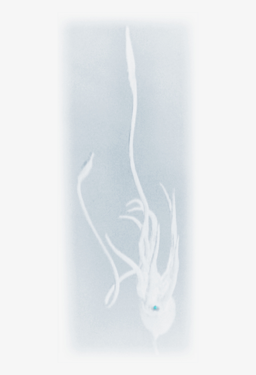 Kyriekraken - Sketch, transparent png