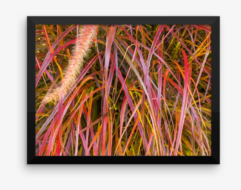 Lankershim Village Fountain Grass Framed Poster - Modern Art, transparent png