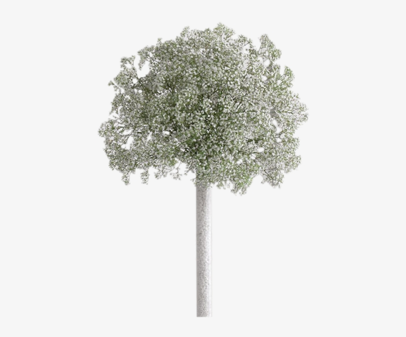 Baby's Breath Topiary - Babies Breath Transparent Png, transparent png