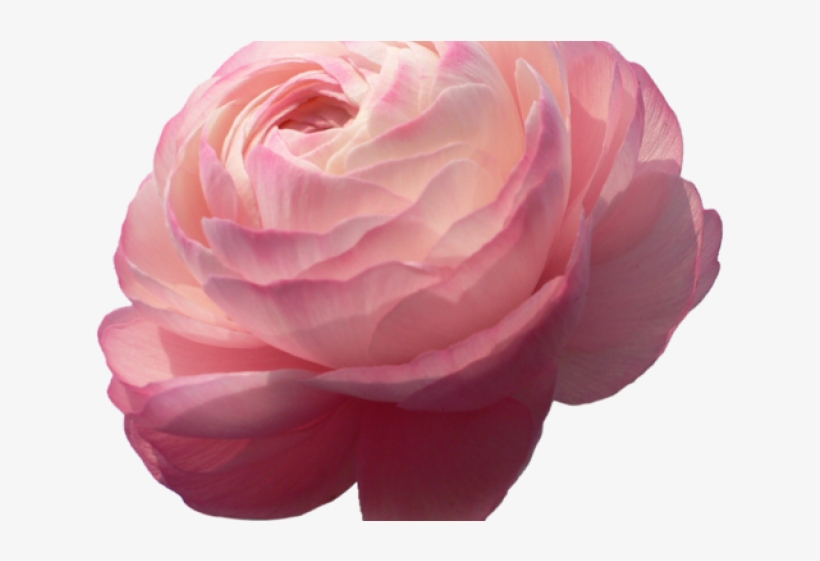 Ranuncula Clipart Japanese Flower - Ranunculus On Transparent Background, transparent png