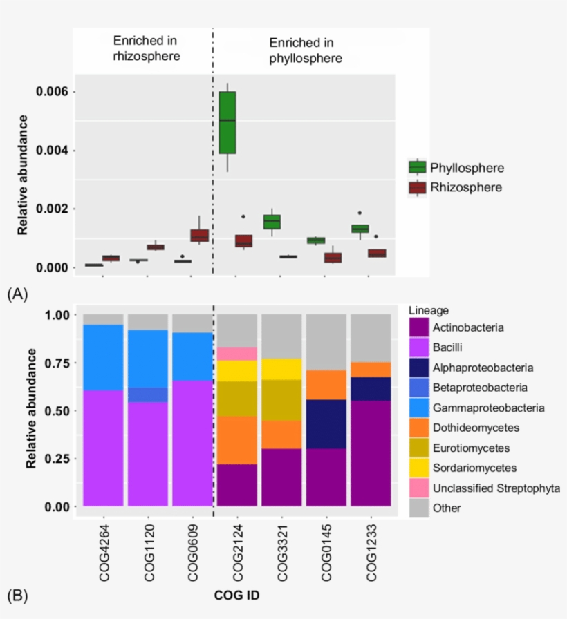 9 Enriched Functions In The Rhizosphere And Phyllosphere - Diagram, transparent png