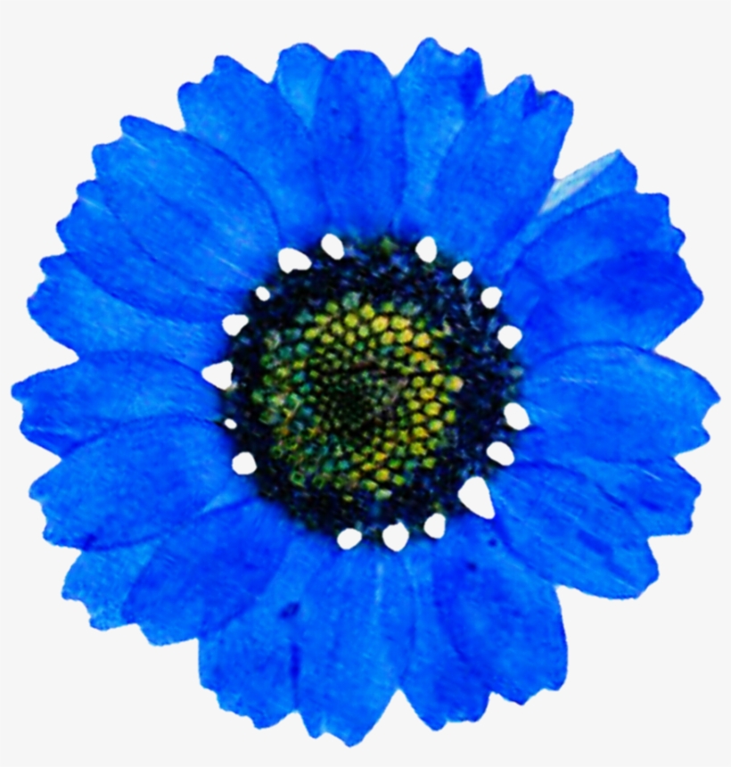 Blue Daisy Png, transparent png