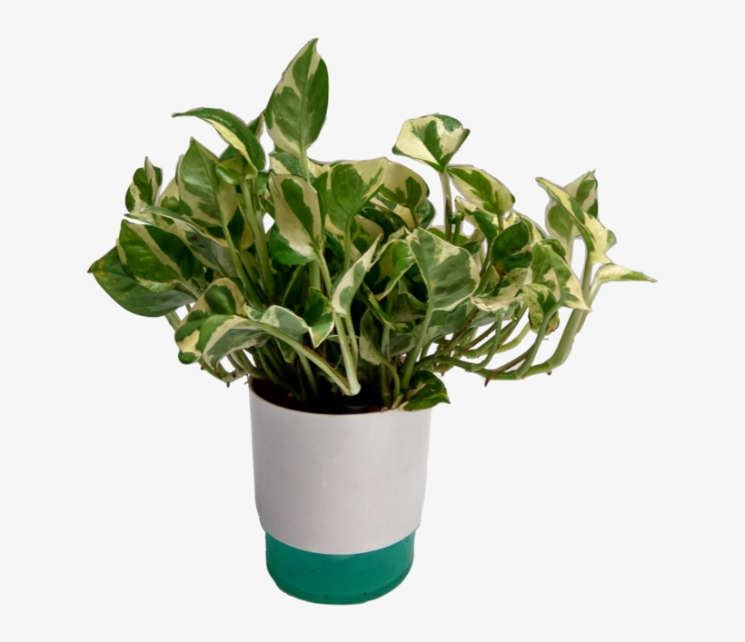 Money Plant Transparent, transparent png