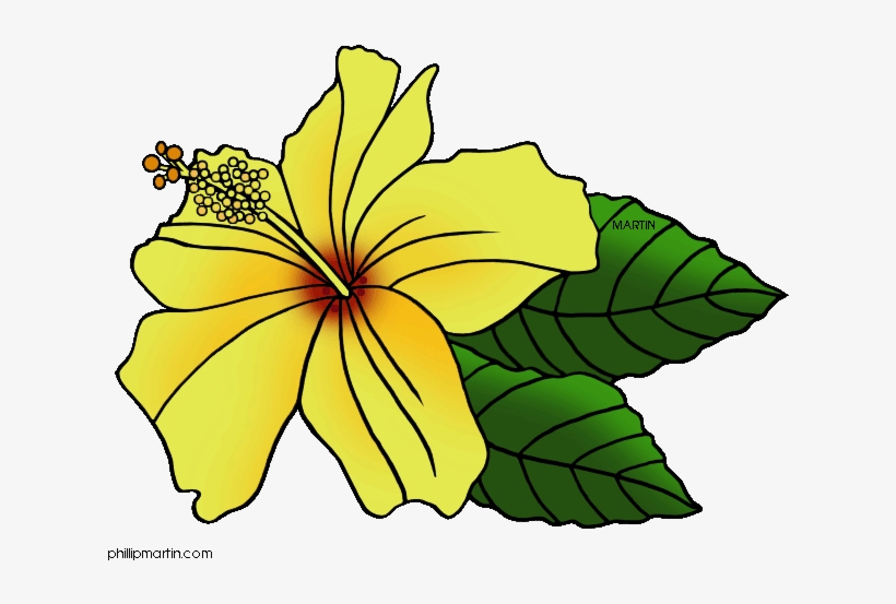Yellow Flower Png Banner Hawaii - Hawaii State Flower Clip Art, transparent png