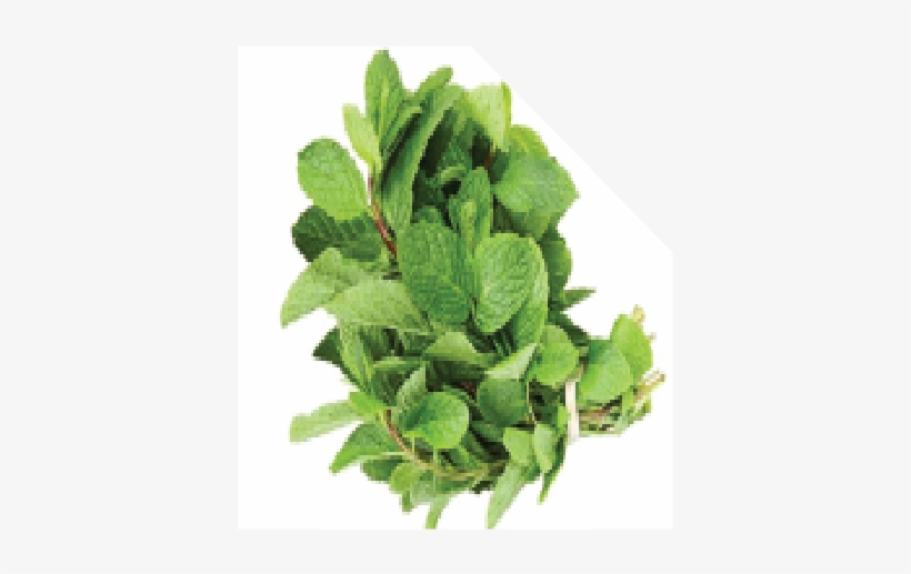 Mint Leaves 5 Bundles - Houseplant, transparent png