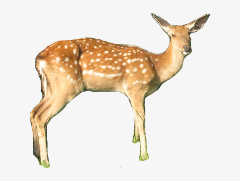 White-tailed Deer, transparent png