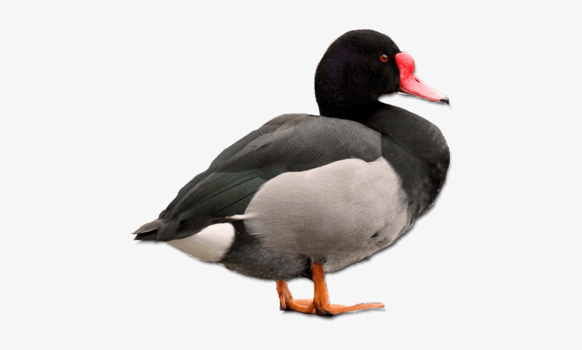 Ducks - Mallard, transparent png